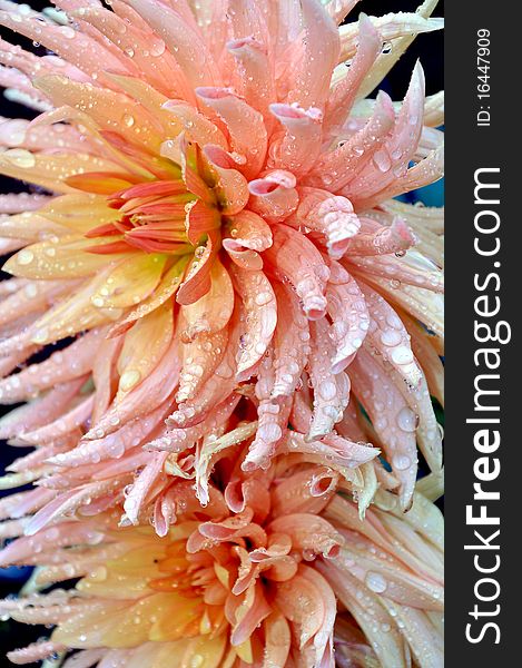 Pink dahlias covered with raindrops