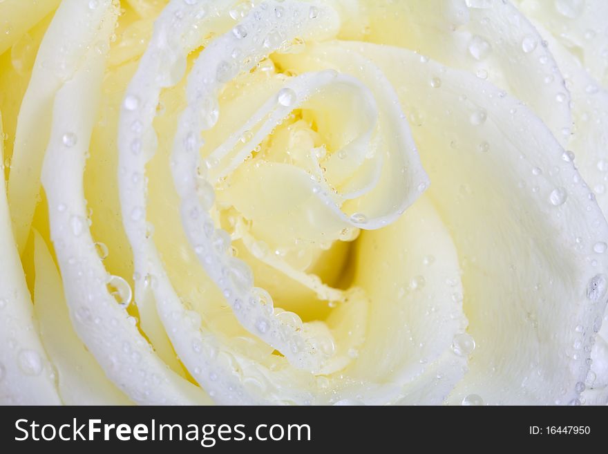 Close-up white rose macro shot