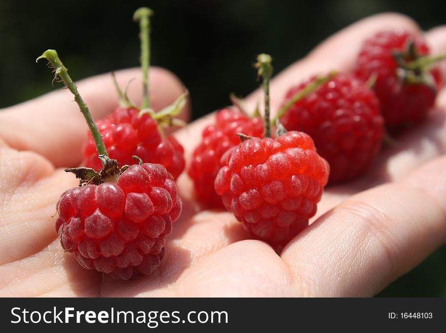 Bunch of riped red raspberries. Bunch of riped red raspberries