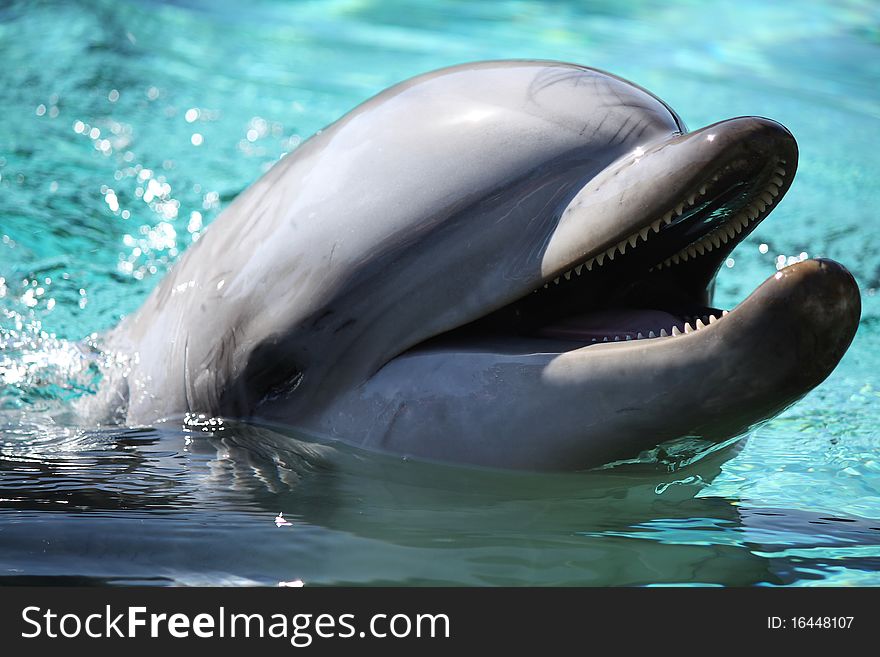 Cute and adorable dolphin is smiling. Cute and adorable dolphin is smiling