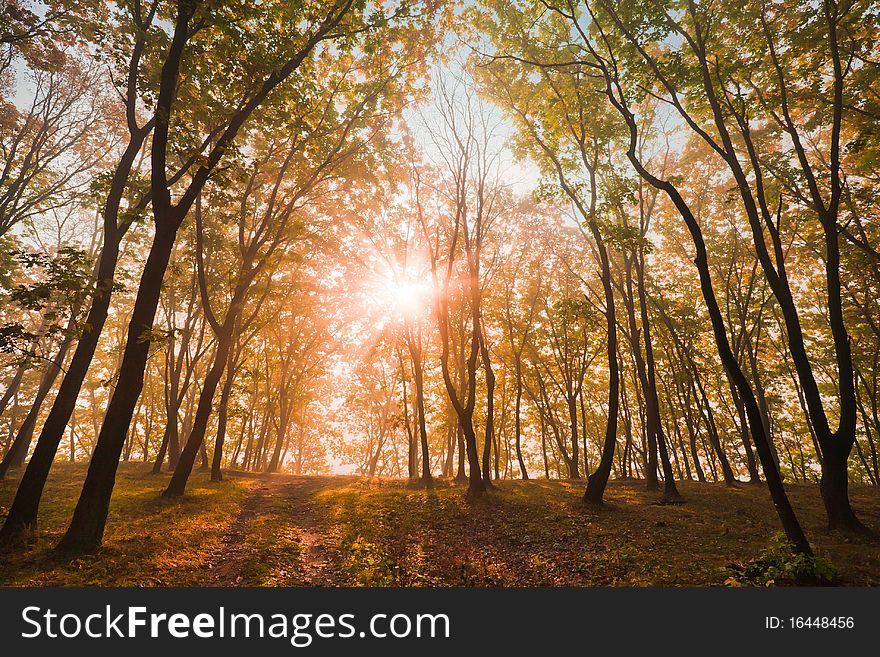 Autumn Sun In The Trees