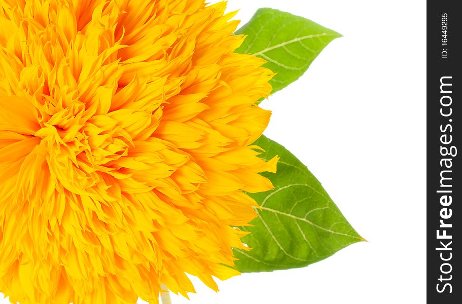 Sunflower on a white background