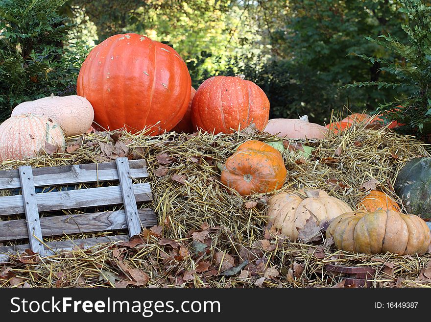 Details of pumpkins for halloween