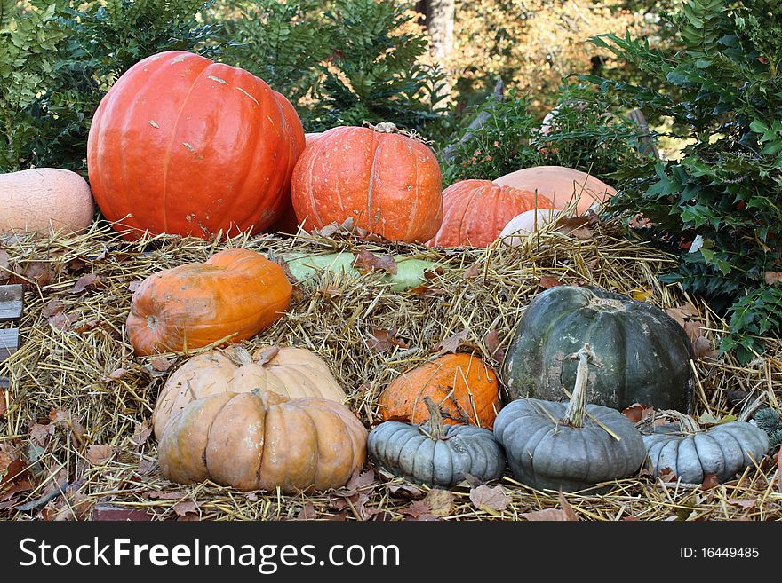 Details of pumpkins