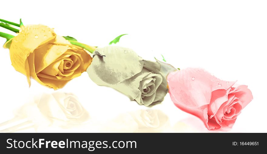 Colorful roses, isolated on white. Colorful roses, isolated on white