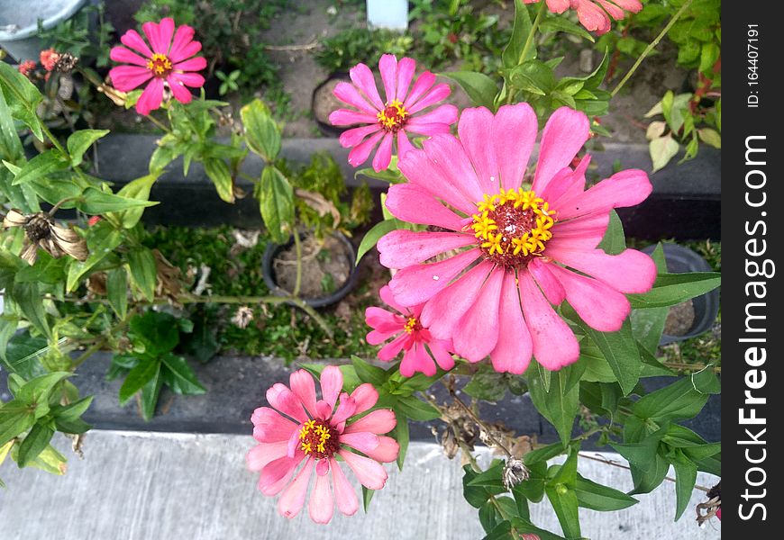 Common Zinnia flower in the Garden