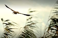 Flying Danube Delta Bird Stock Photos Flying Danube Delta Bird Stock Photos