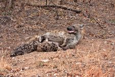 African Spotted Hyena Stock Images
