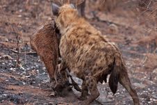 African Spotted Hyena Royalty Free Stock Photography