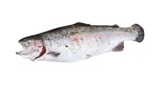 One River Trout Fish Isolate Stock Image