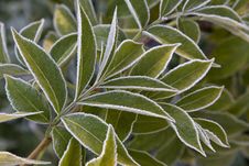 Green Leaves With Frost Royalty Free Stock Images Green Leaves With Frost Royalty Free Stock Images
