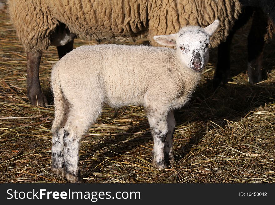 Cute newborn lamb in Germany