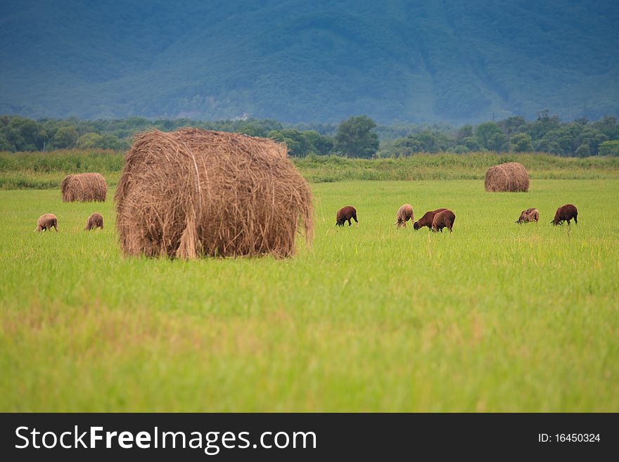 A flock of sheep grazing on the field among the haystacks. A flock of sheep grazing on the field among the haystacks
