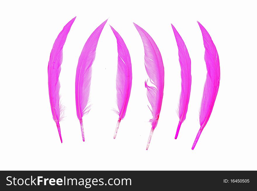 Colorful bird feather on white background