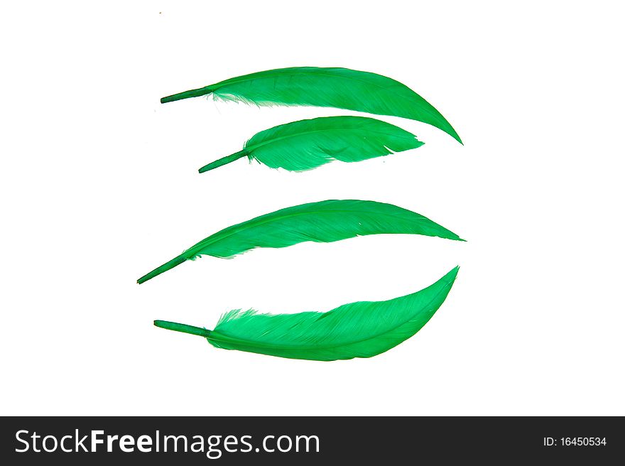 Green bird feather on white background