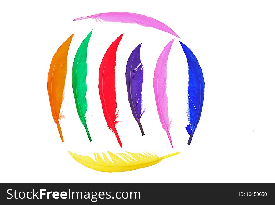 Colorful bird feather on white background