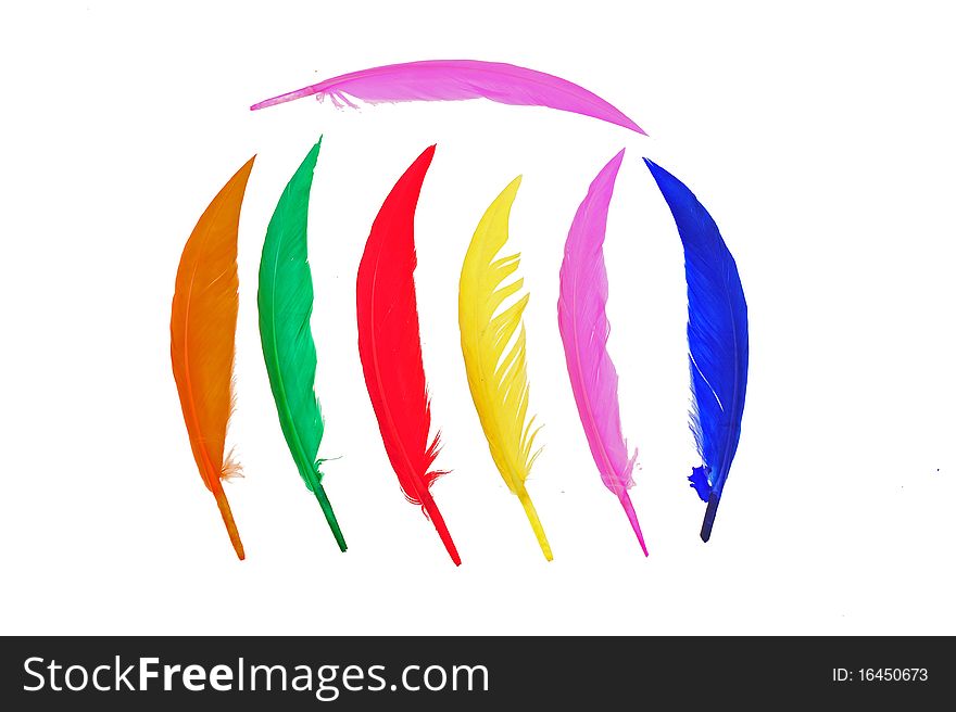 Colorful bird feather