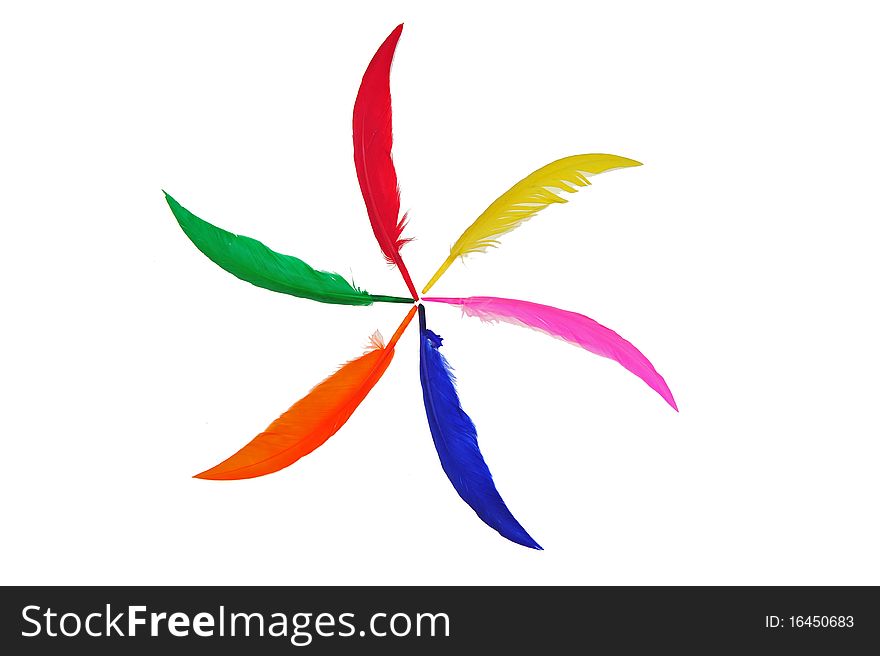 Colorful bird feather on white background