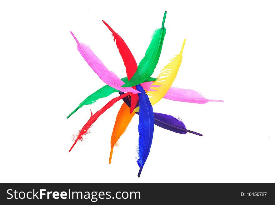 Colorful bird feather on white background