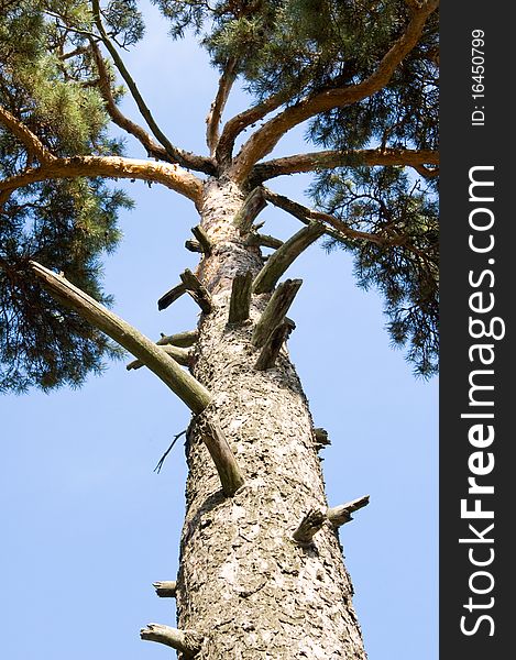 Trunk of pine on blue sky background