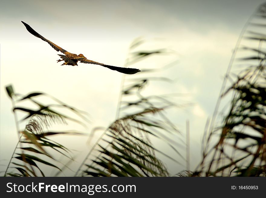 Flying bird in the Danube Delta. Flying bird in the Danube Delta