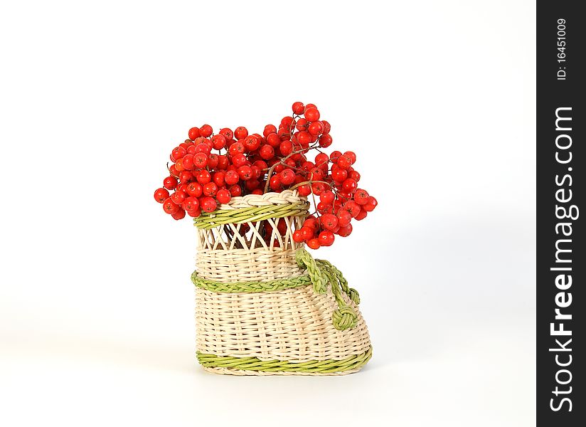 Still life with red natural rowan on a white background