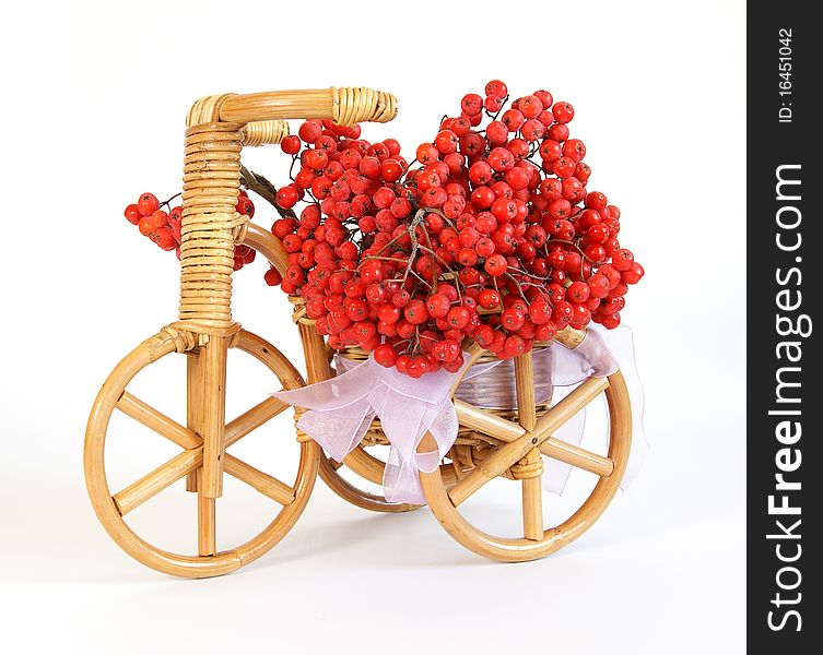 Still life with red natural rowan on a white background