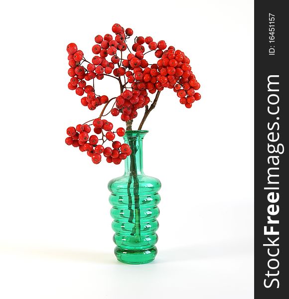 Still life with red natural rowan on a white background