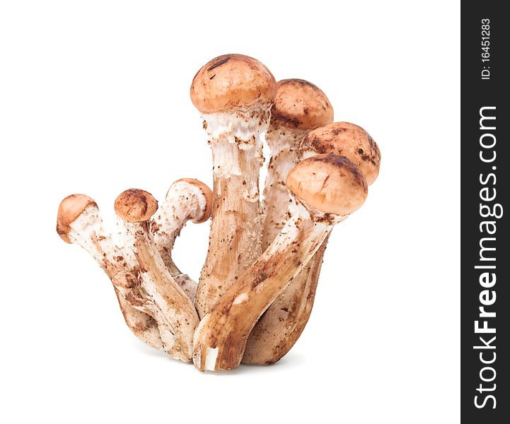 Honey fungus (Armillaria) isolated on white