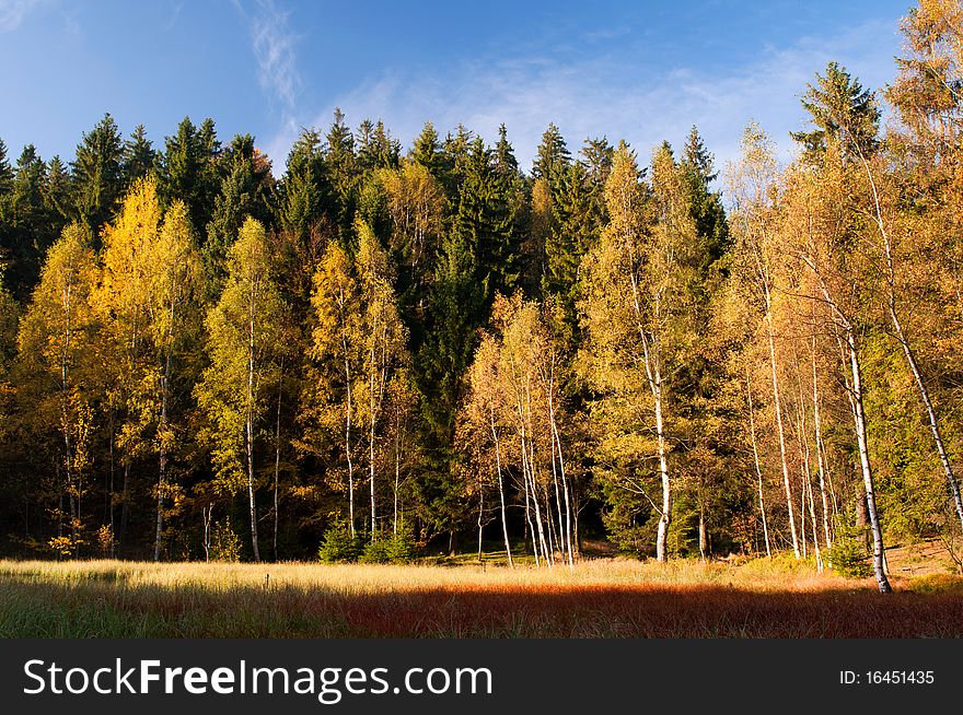 Trees During The Autumn