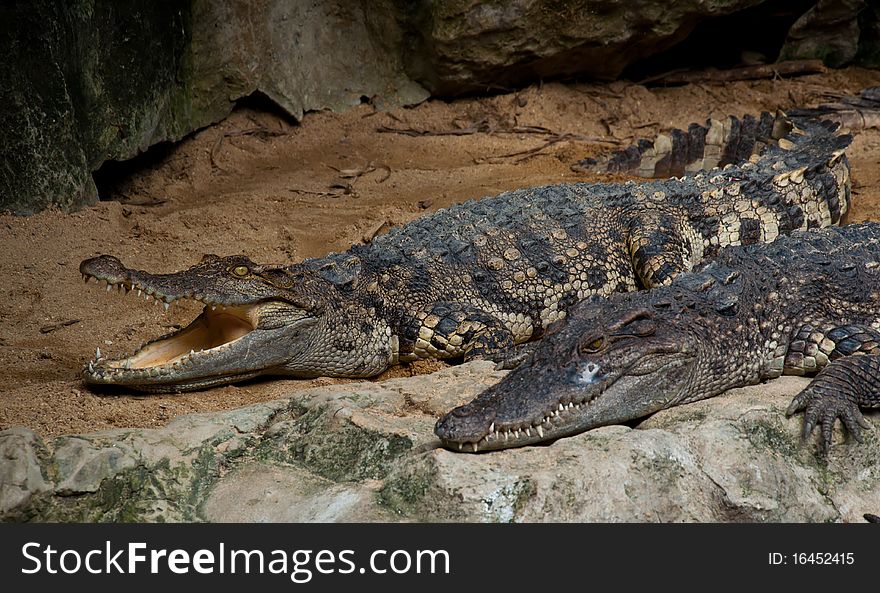 Big crocodile in zoo danger nature