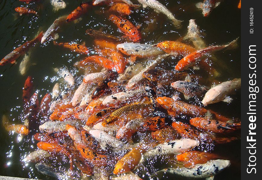 Crowd of Koi fish found in Chinese Garden during feeding time. Darling Harbour Sydney.