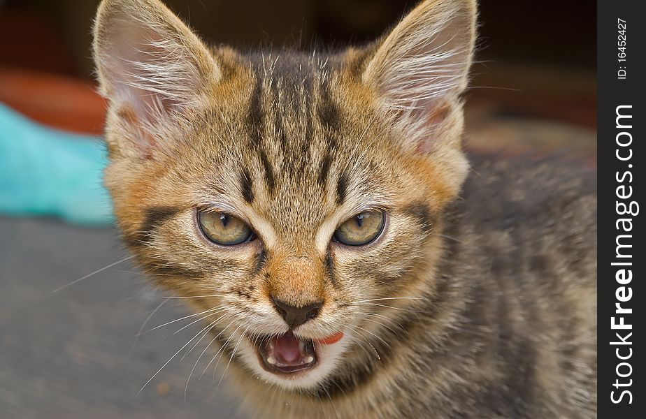 A close up of the small kitten. A close up of the small kitten.