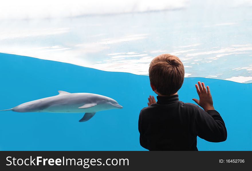 Child observing a dolphin at the aquarium