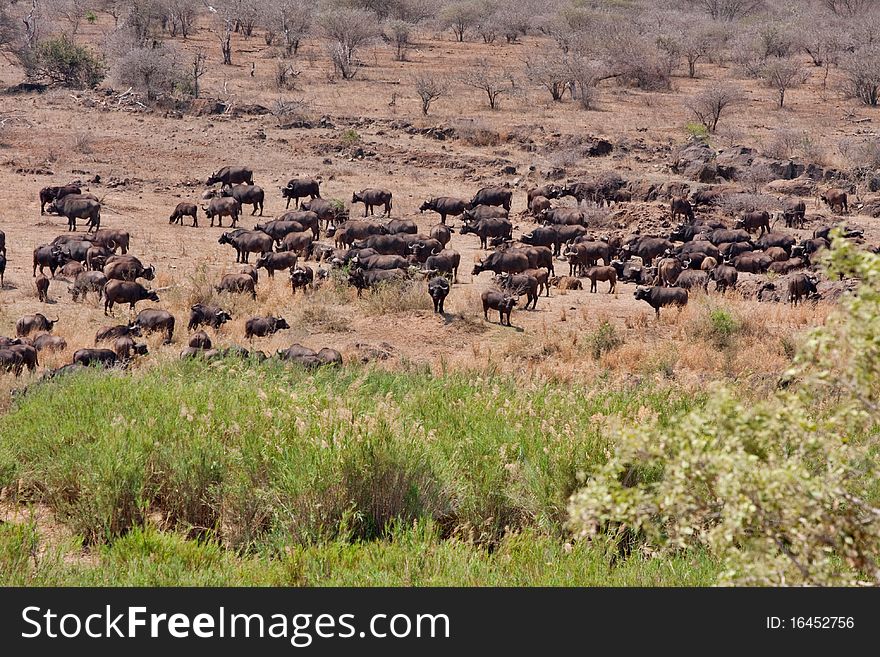 African cape buffalo in Kruger National Park, South Africa,huge herd in the bush