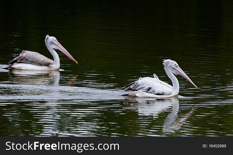 A Pelican in a lake