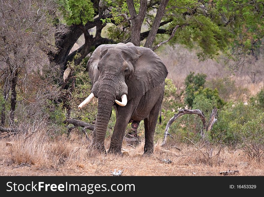 Old african bull elephant in Kruger National Park, South Africa. Old african bull elephant in Kruger National Park, South Africa