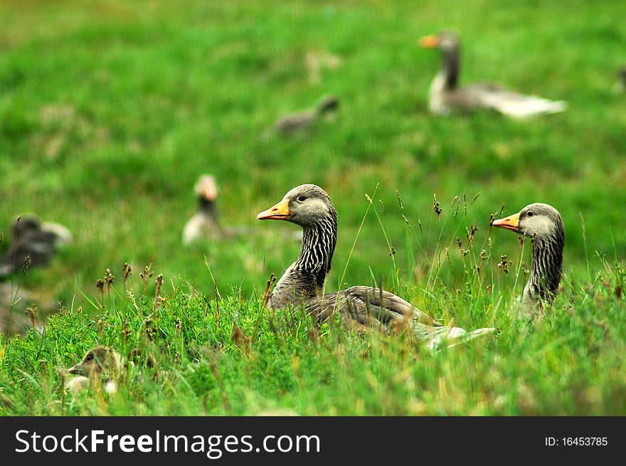 Wild gooses in grass on Iceland. Wild gooses in grass on Iceland