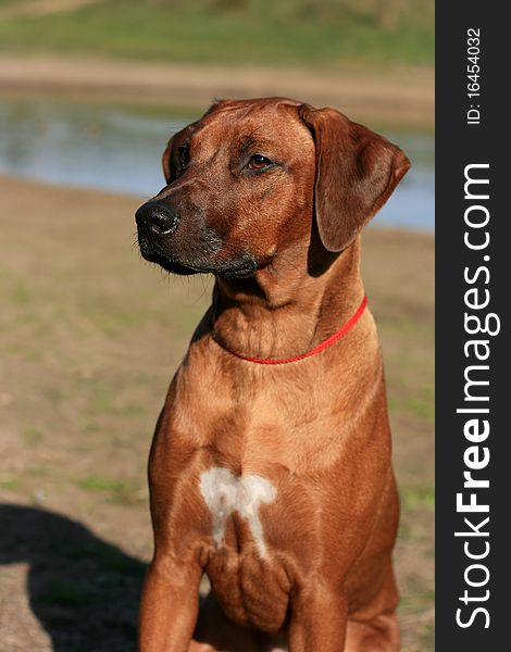 Head of the Rhodesian ridgeback in autumn