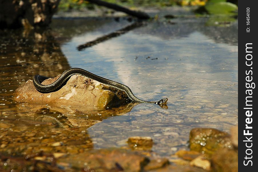 Ringsnake in water in Croatia. Ringsnake in water in Croatia