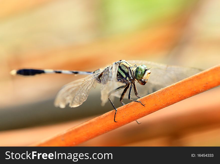 Spotted dragonfly detail