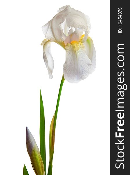 Spring pastel Iris isolated on a white background.
