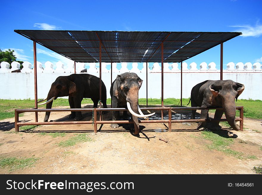 Thai Elephant at Locations film Legend of King Naresuan