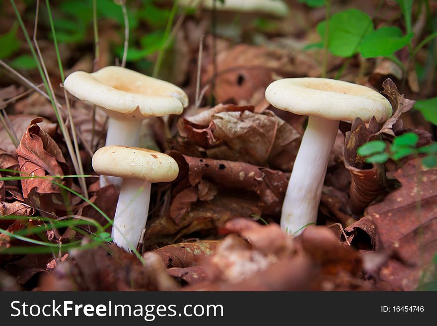 Mushrooms in the forest on the background of withered leaves, and even the green grass. Mushrooms in the forest on the background of withered leaves, and even the green grass