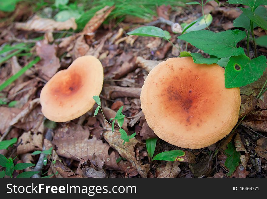 Mushrooms in the forest on the background of withered leaves, and even the green grass