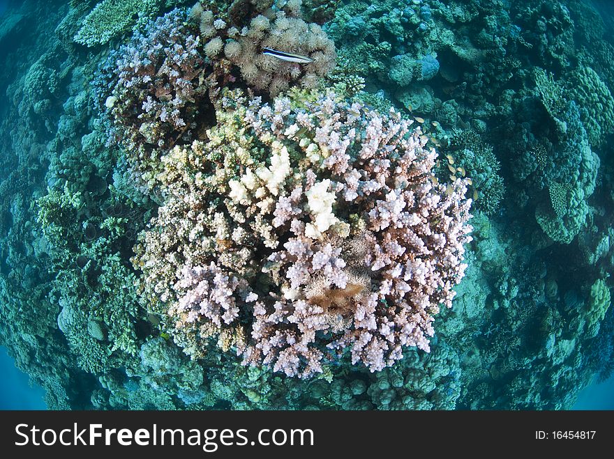 Top view of tropical hard coral reef.