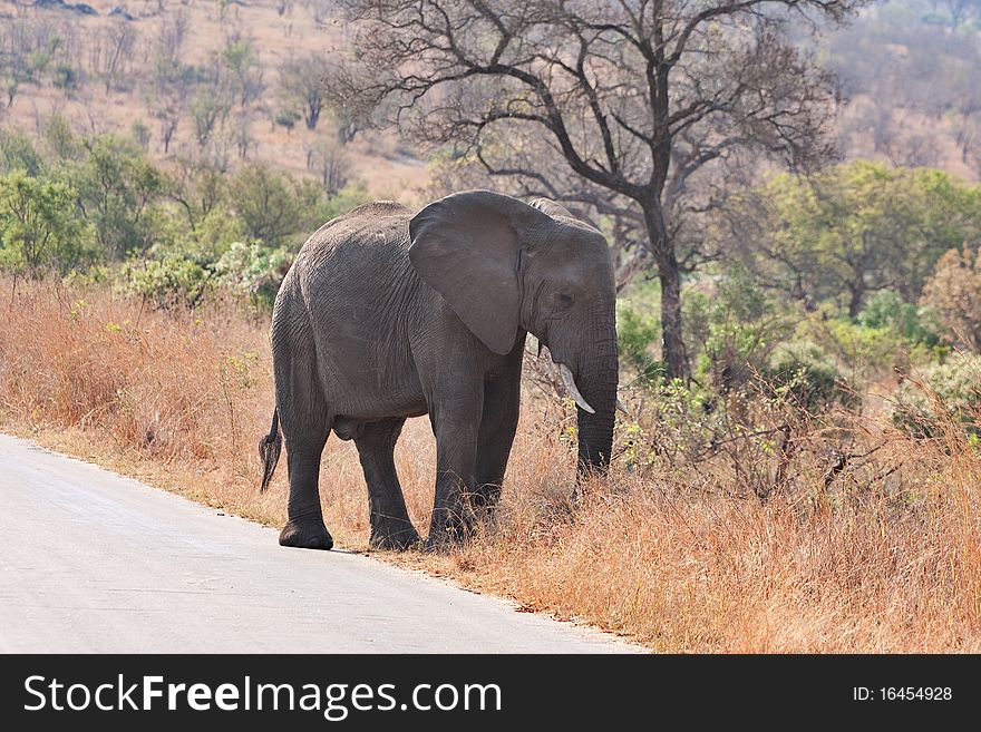 African elephant in Kruger National Park, South Africa