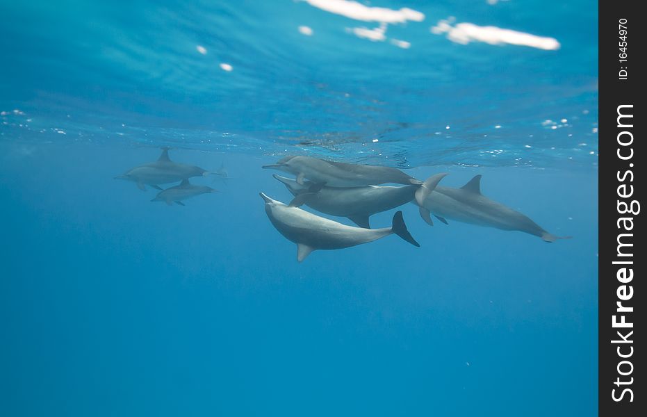 Mating Spinner Dolphins In The Wild.