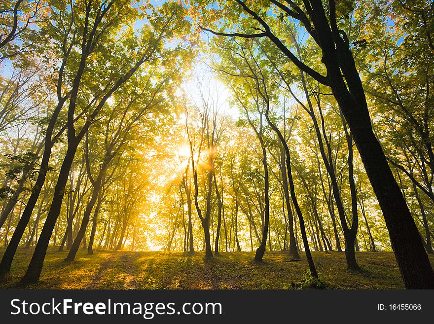 Autumn Sun In The Branches Of A Tree