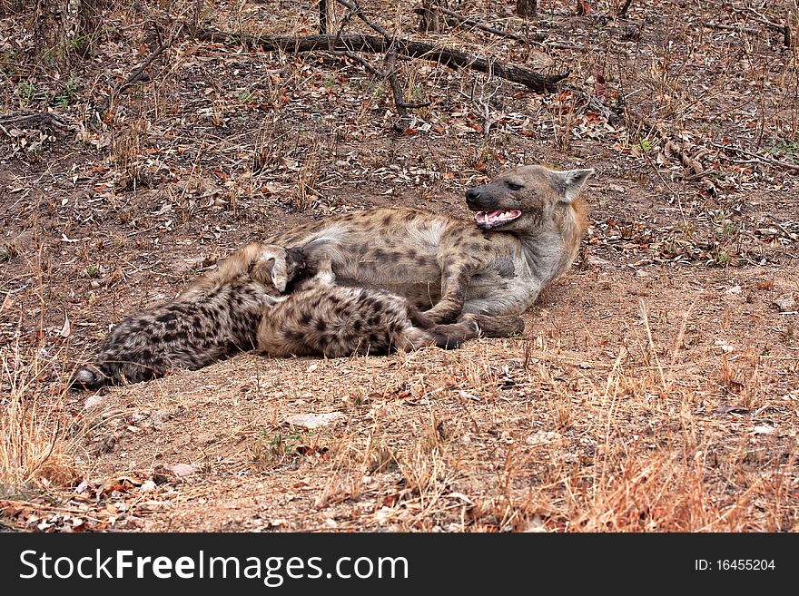 Spotted hyena in Kruger National Park, South Africa, with two young suckling. Spotted hyena in Kruger National Park, South Africa, with two young suckling